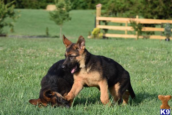 blueridgelanegsd Picture 1